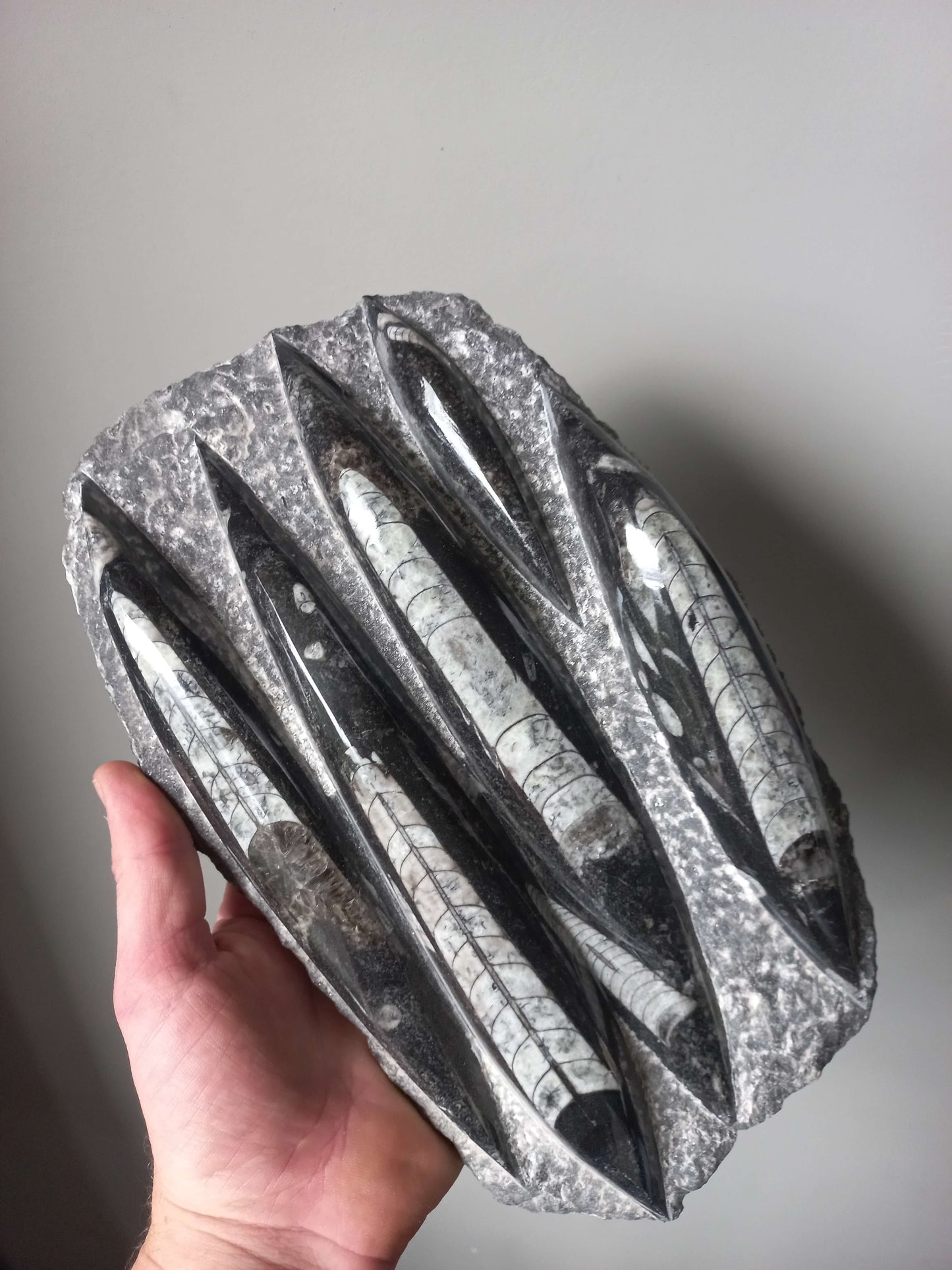 Orthoceras plaat klein