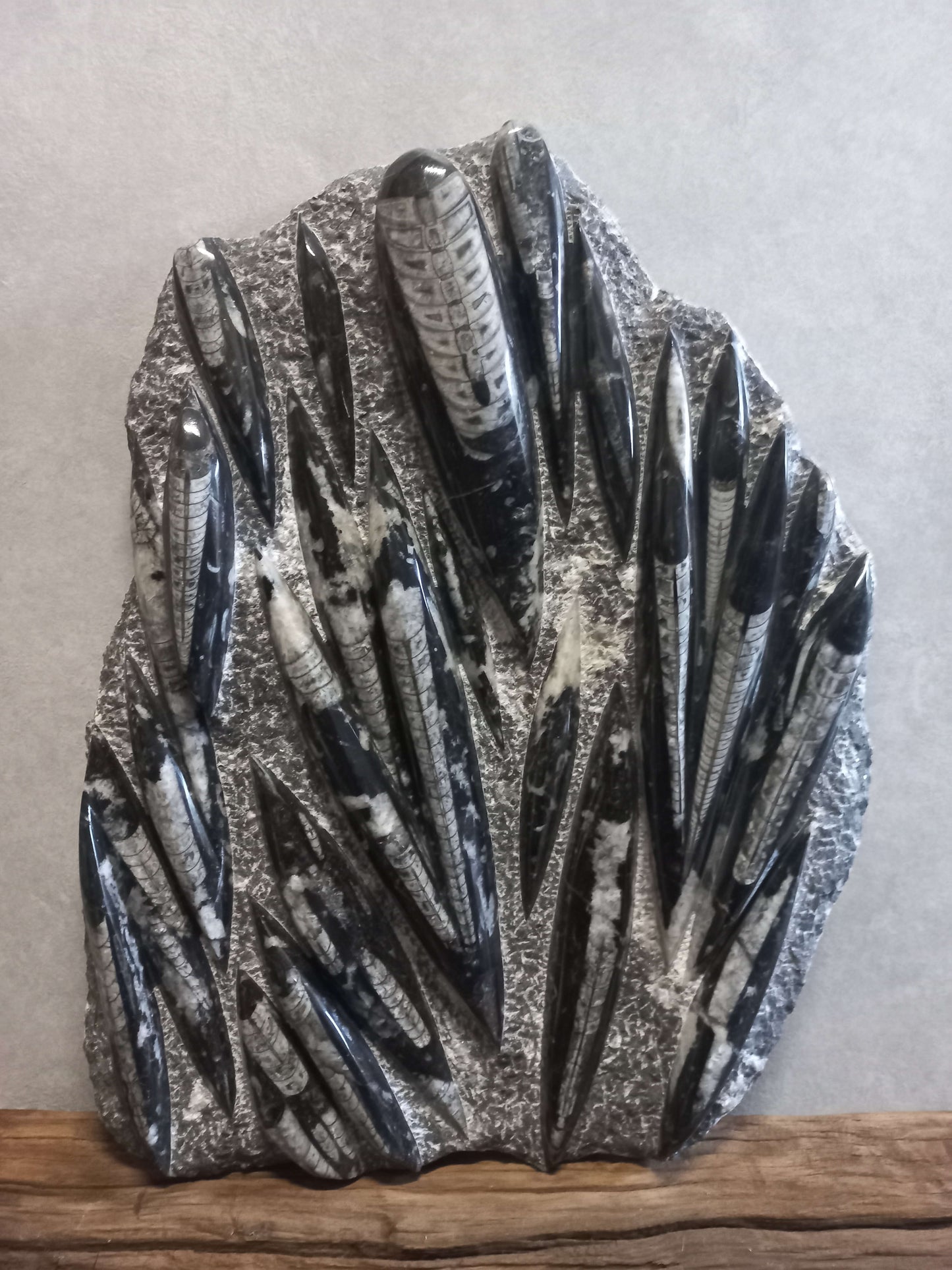 Orthoceras plaat groot