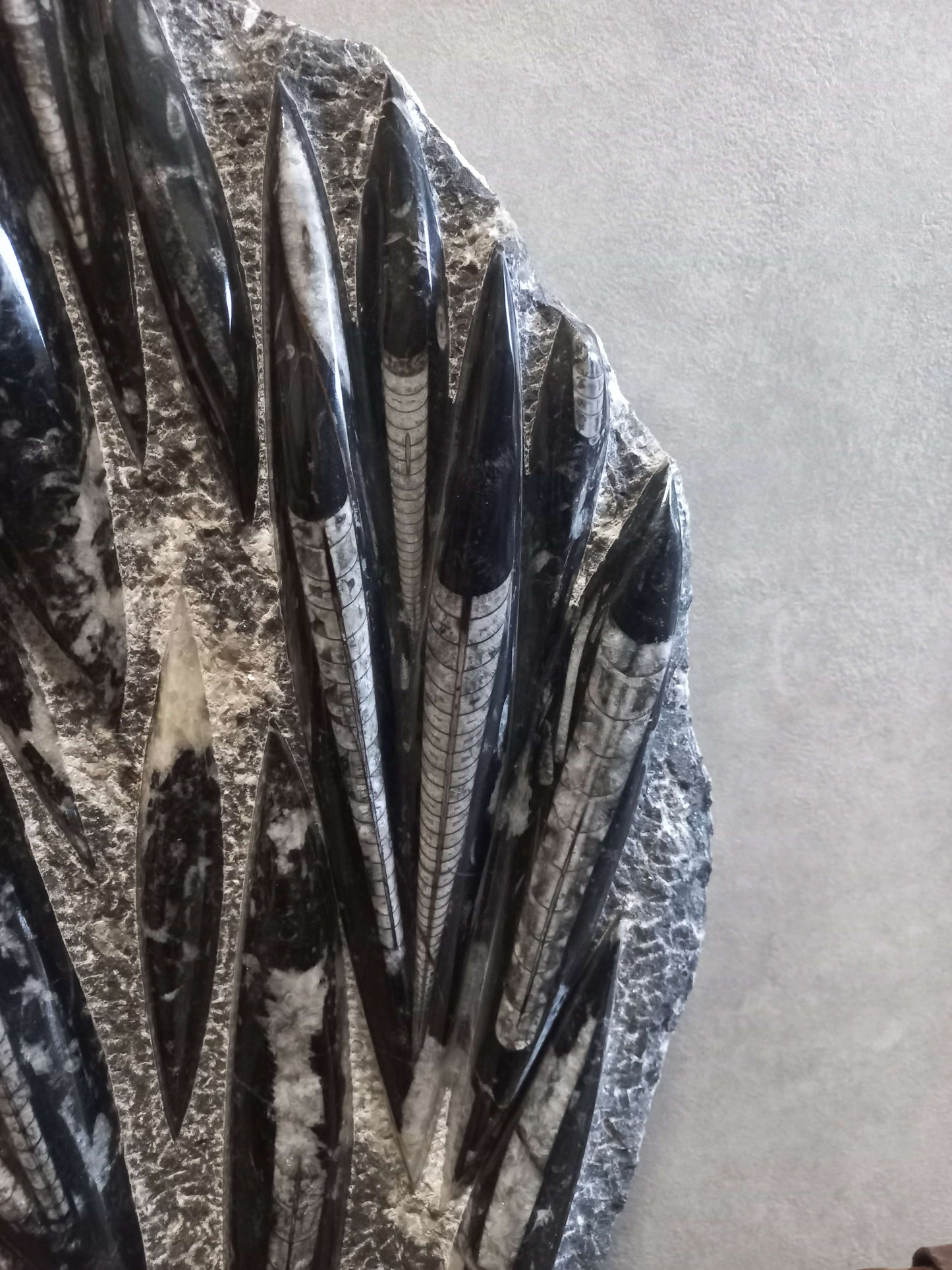 Orthoceras plaat groot