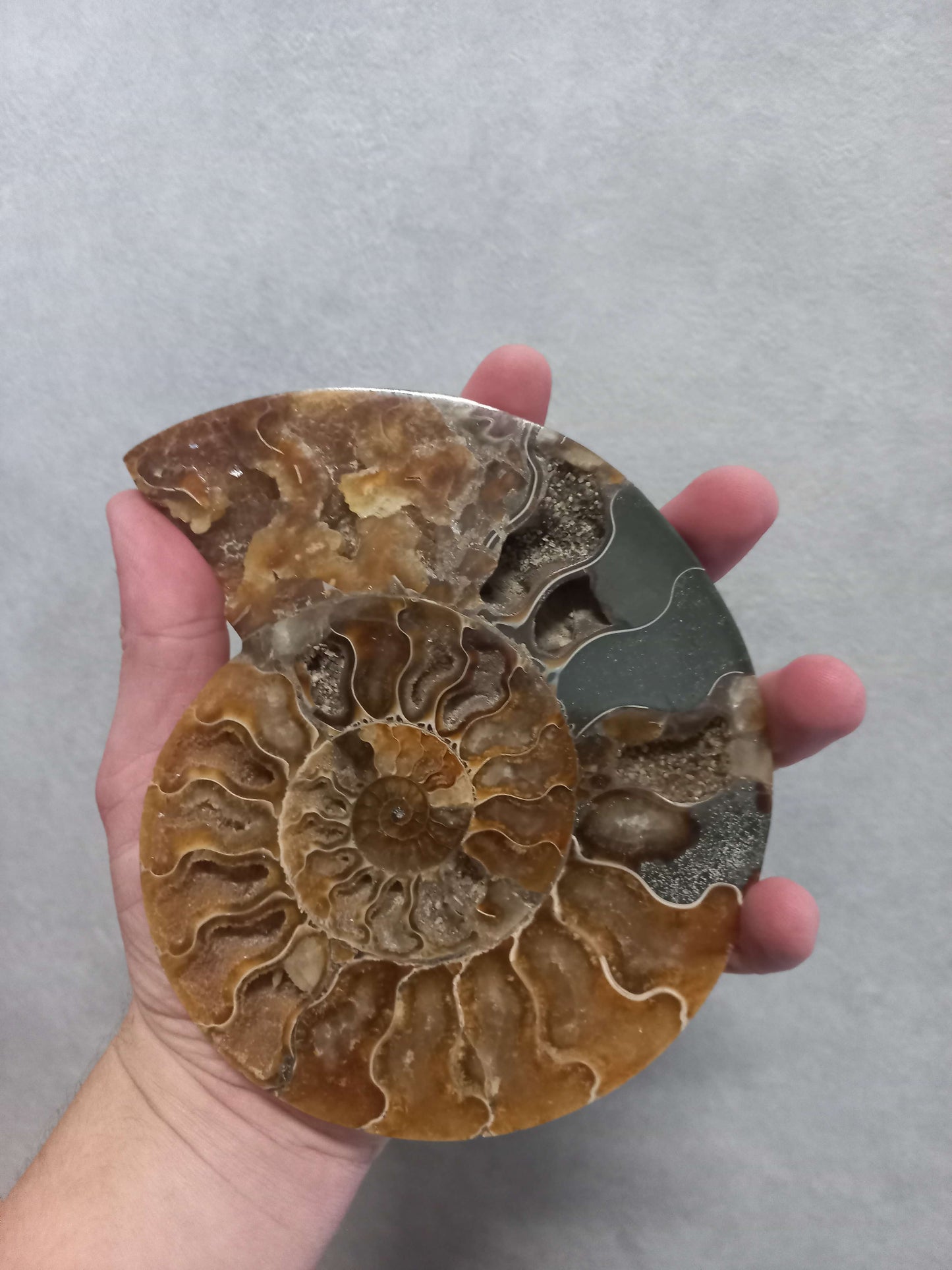 Gepolijst ammoniet paar 16,5cm