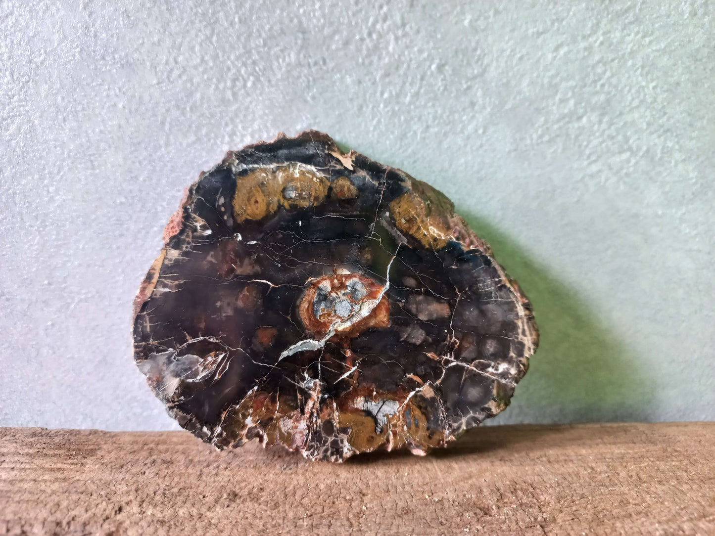 Versteend hout schijfje