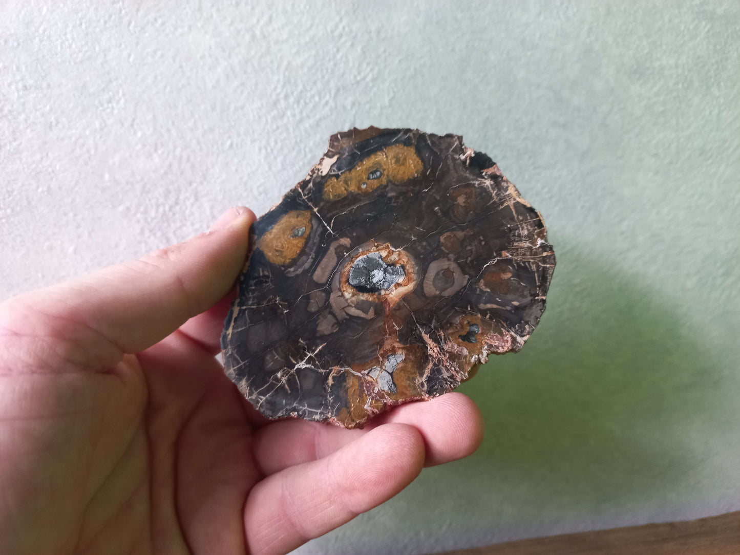Versteend hout schijfje