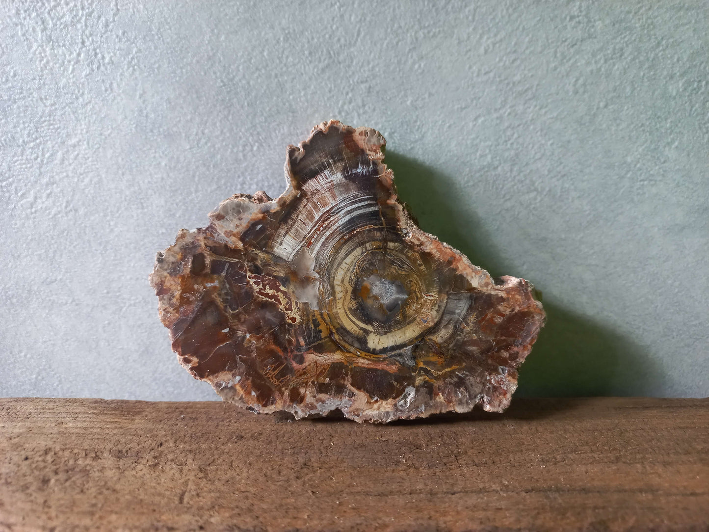 Versteend hout schijfje