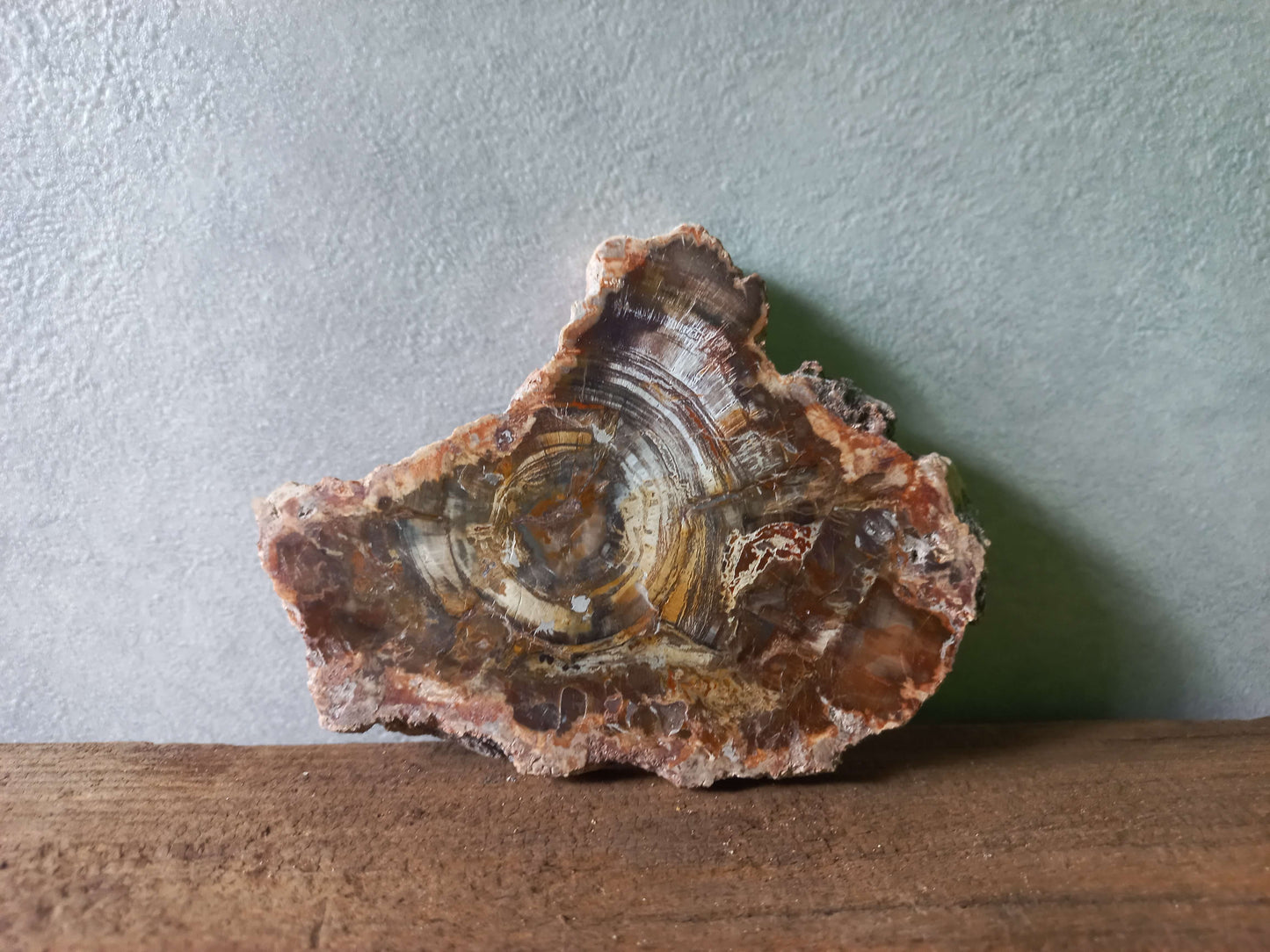 Versteend hout schijfje
