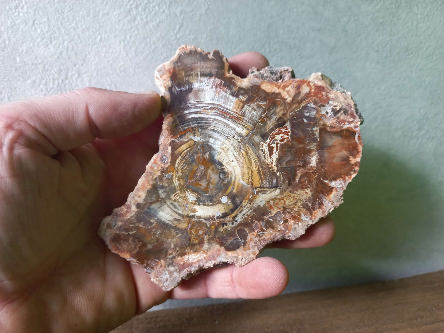 Versteend hout schijfje