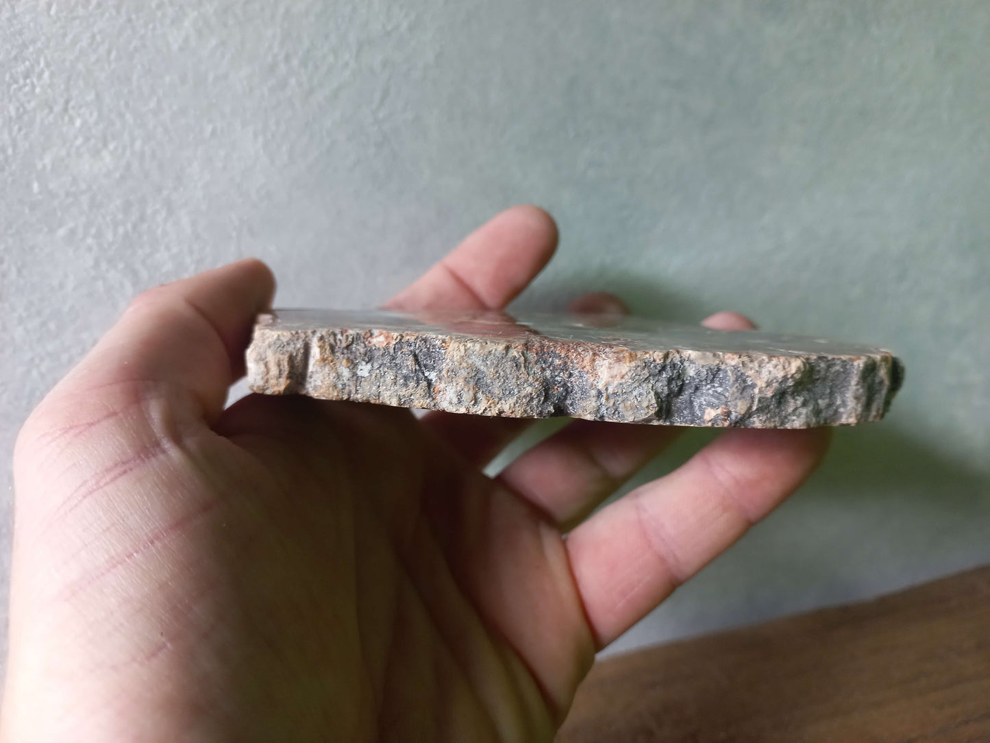 Versteend hout schijfje