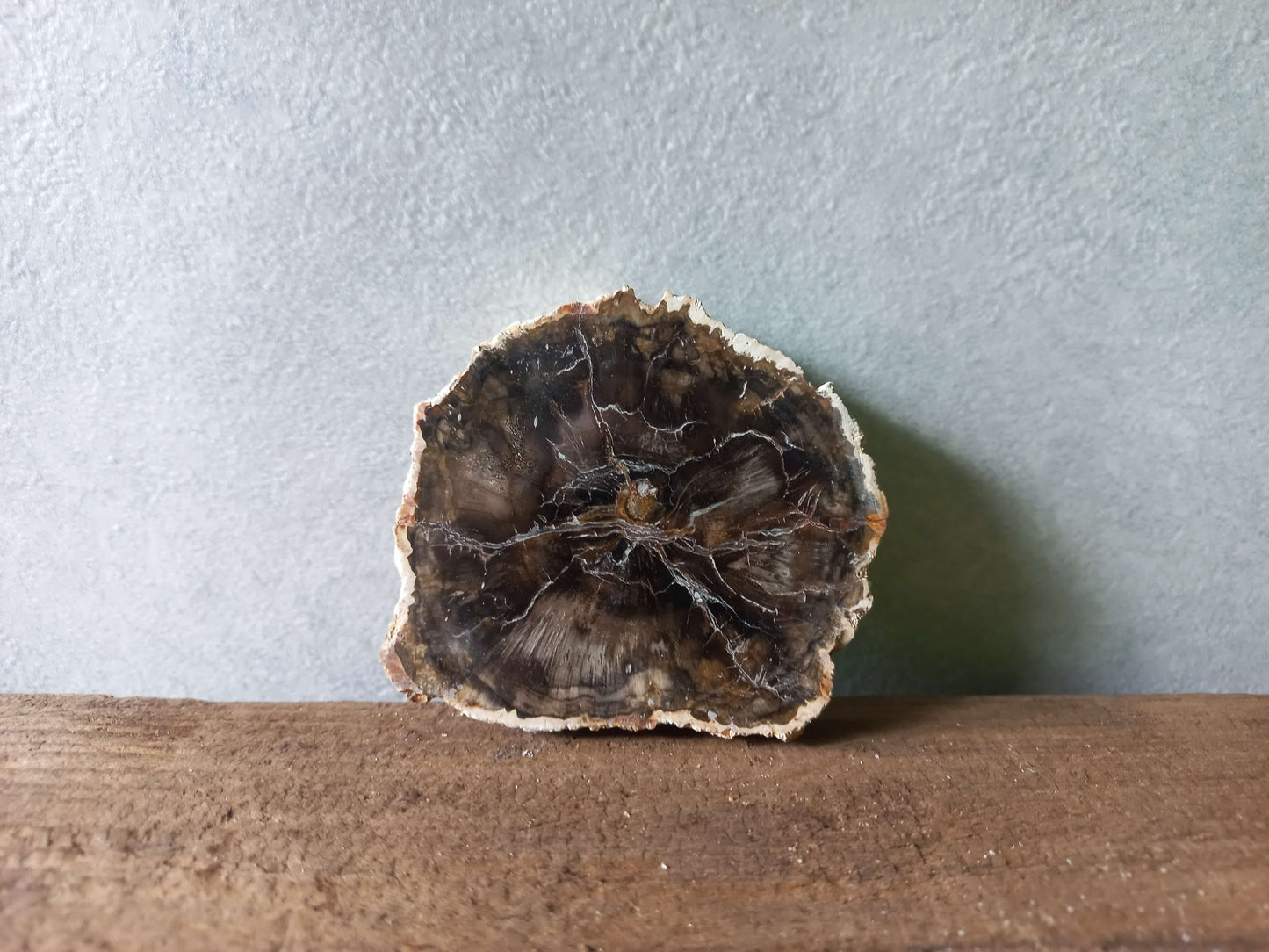 Versteend hout schijfje