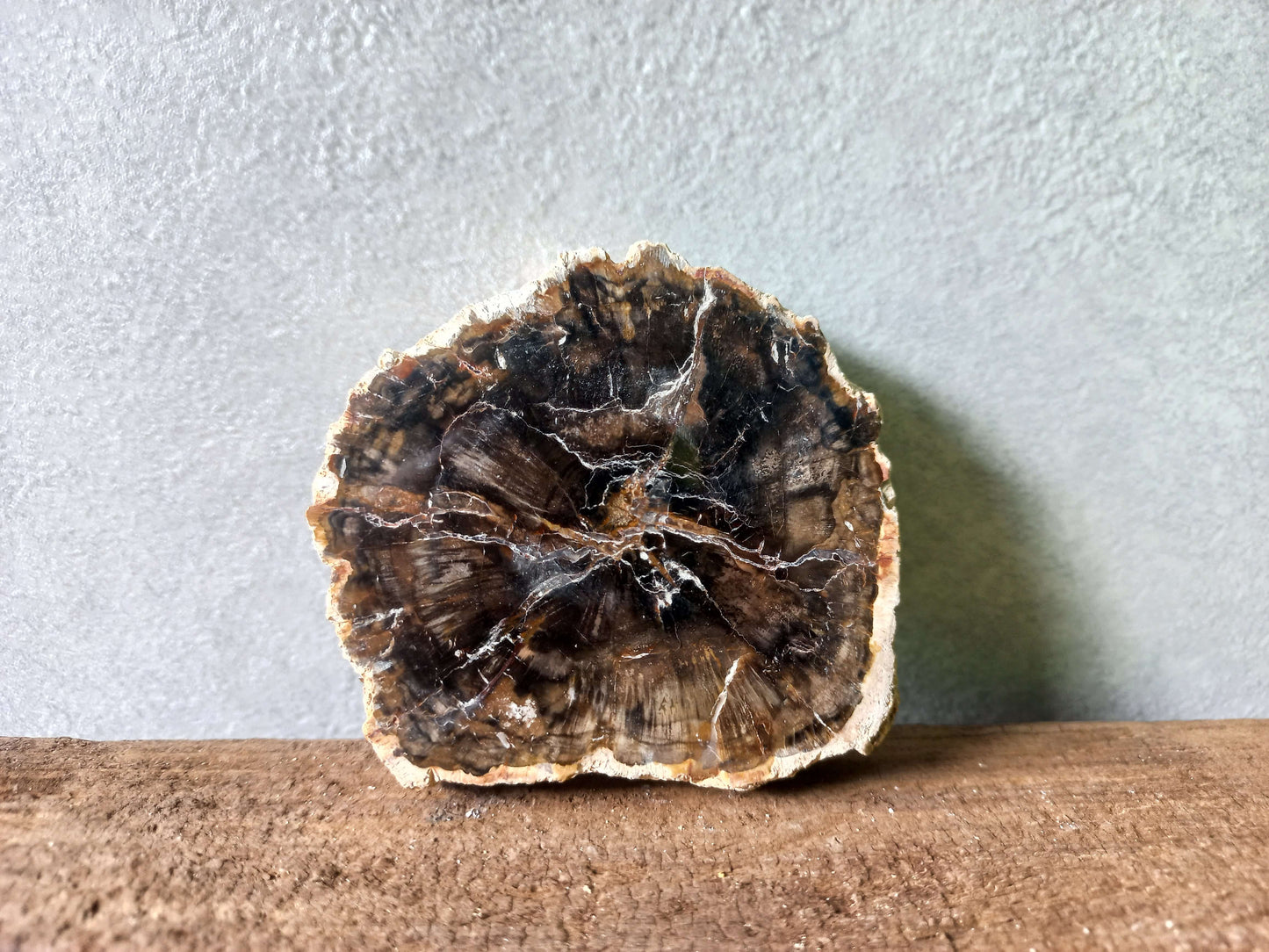 Versteend hout schijfje
