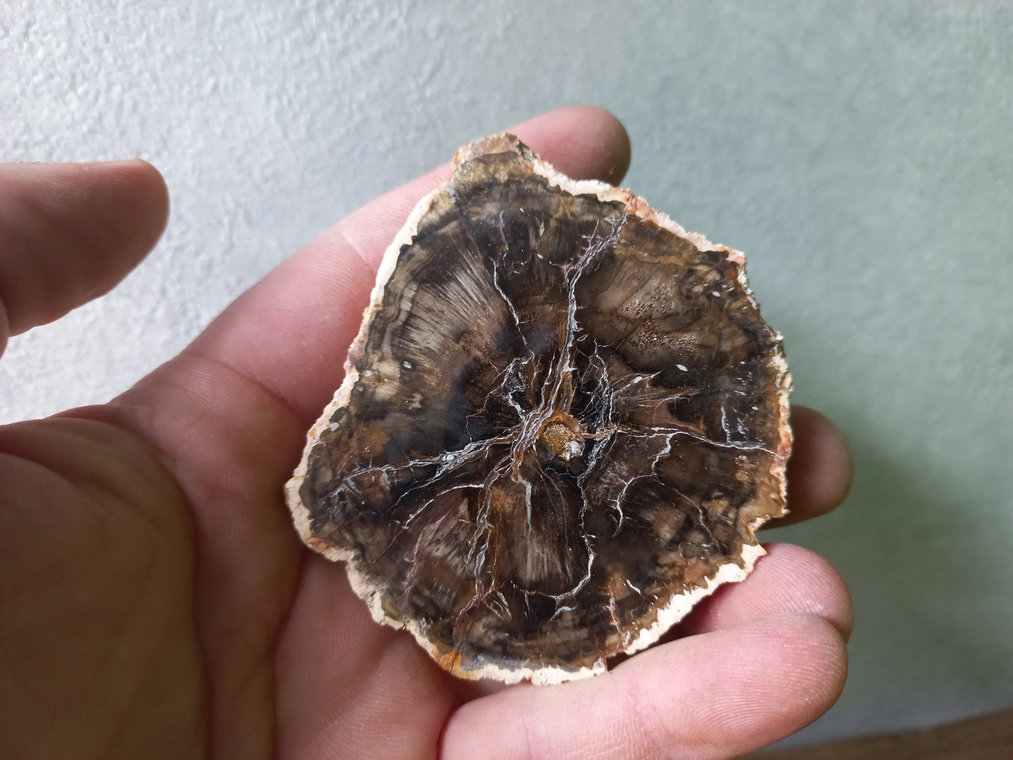 Versteend hout schijfje