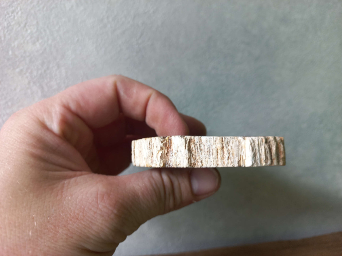 Versteend hout schijfje