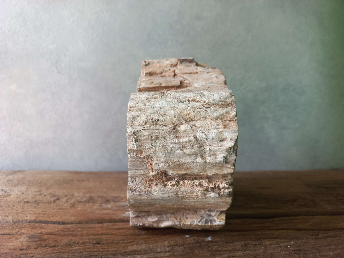 Versteend hout stammetje