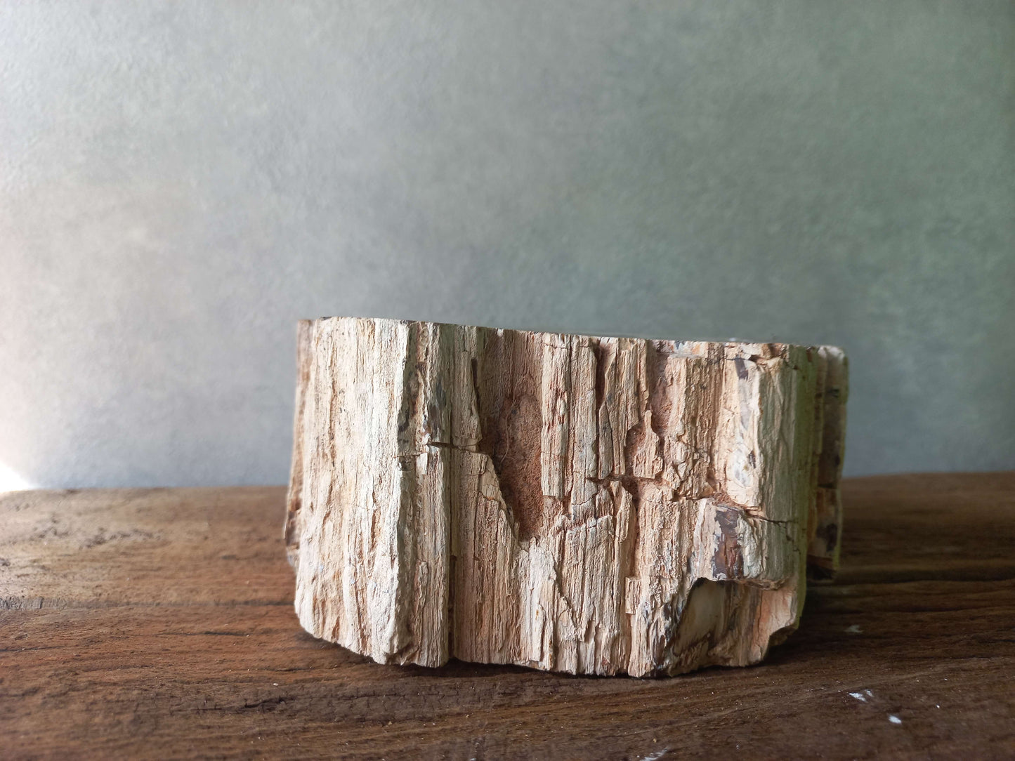 Versteend hout stammetje