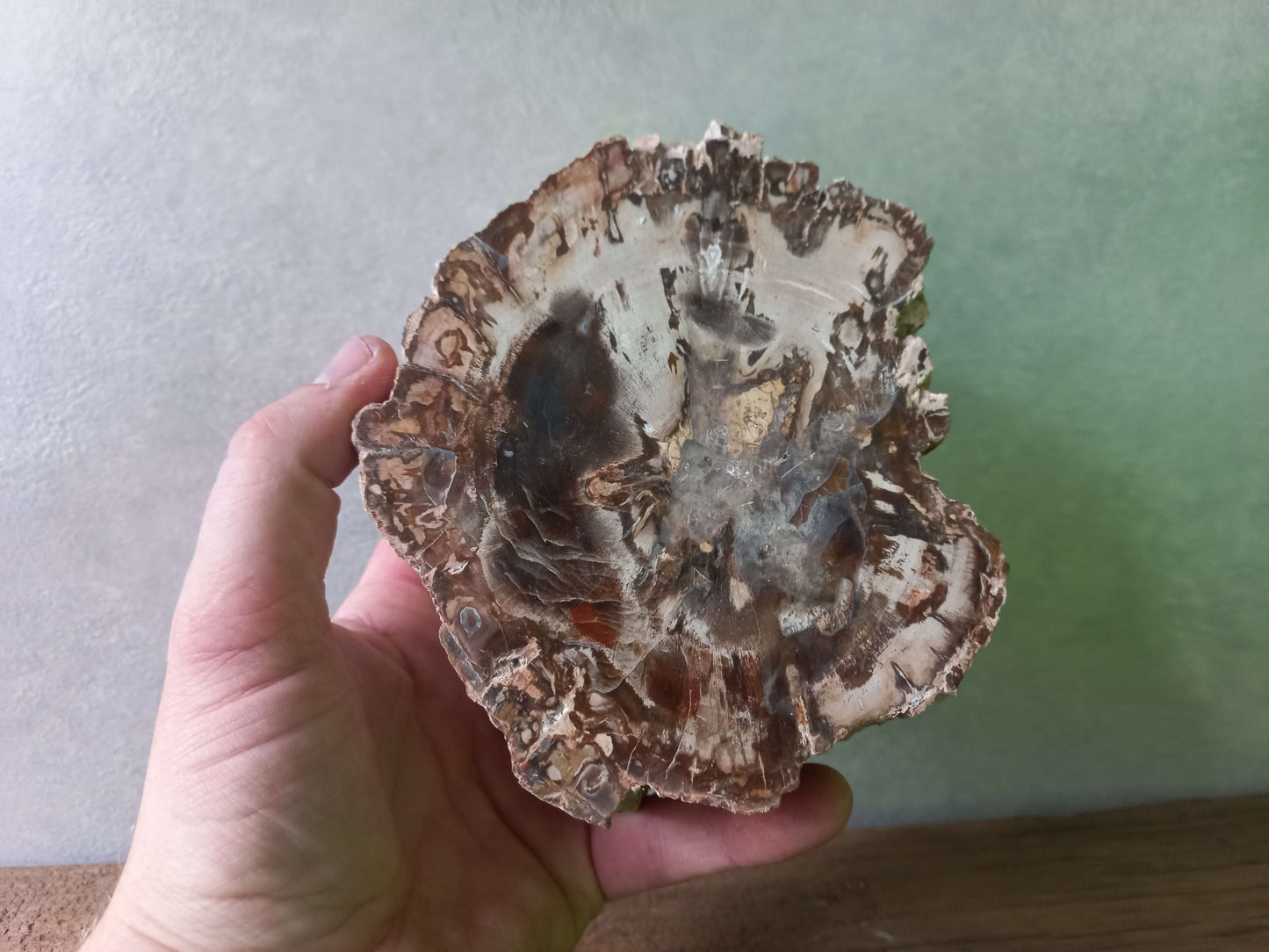 Versteend hout stammetje