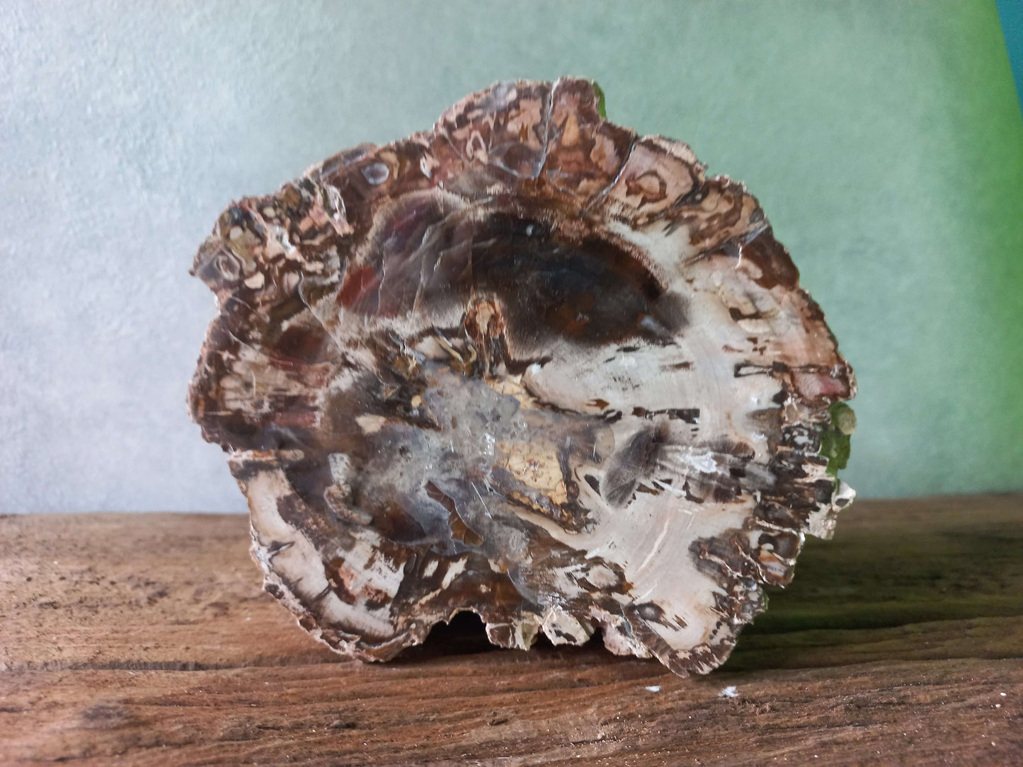 Versteend hout stammetje