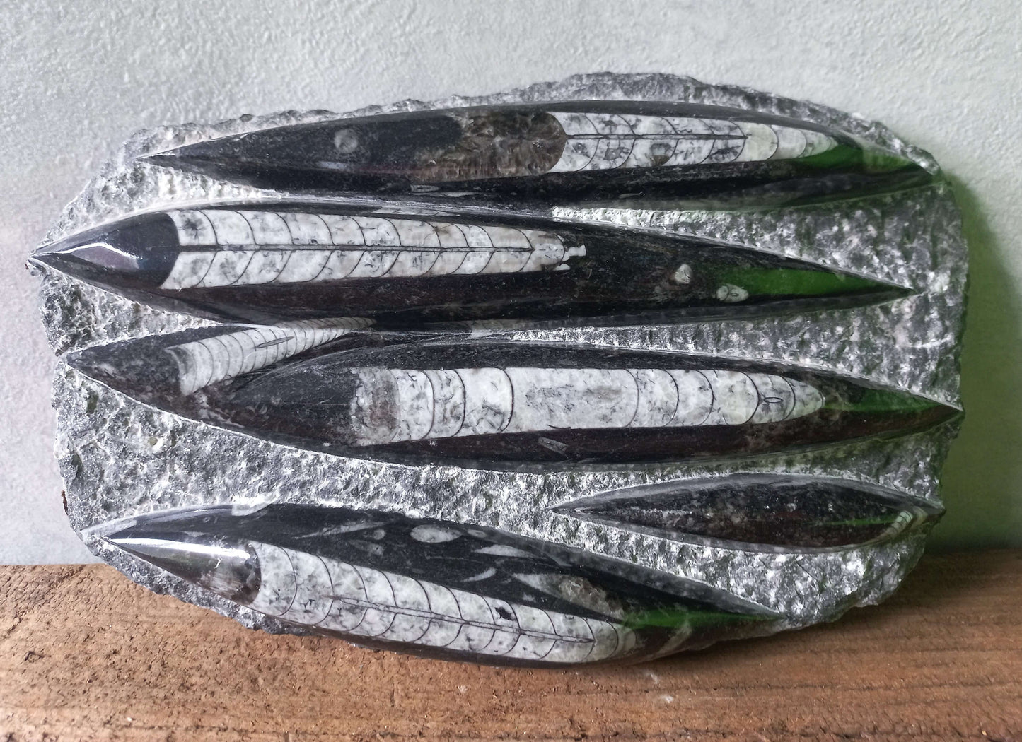 Orthoceras plaat klein