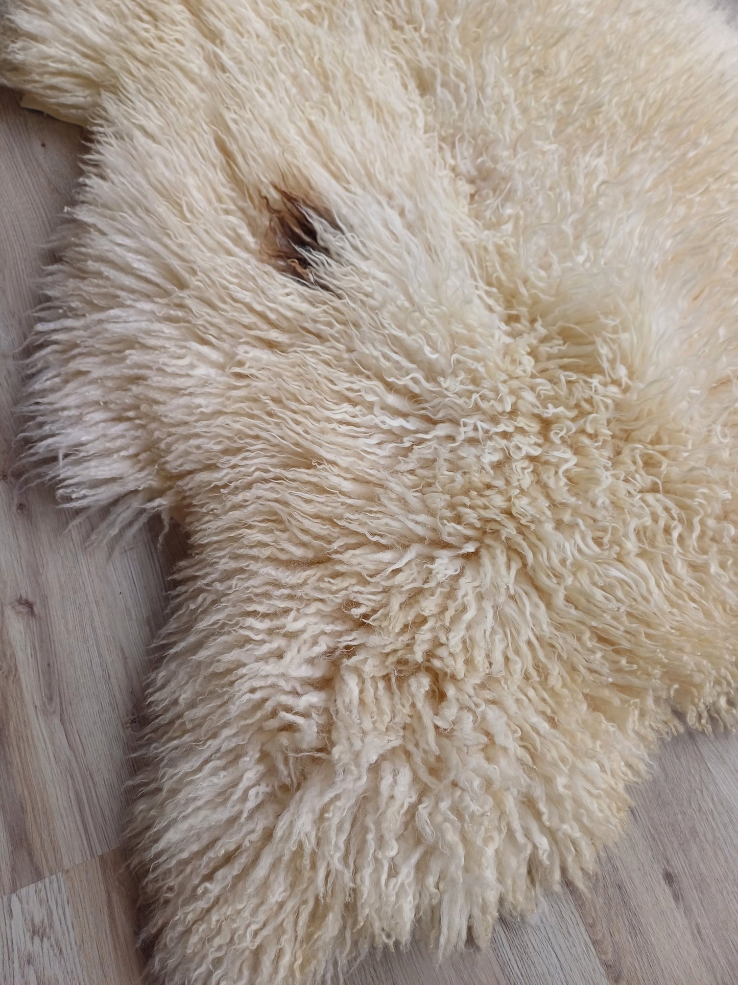 Walliser Schwarznase XL