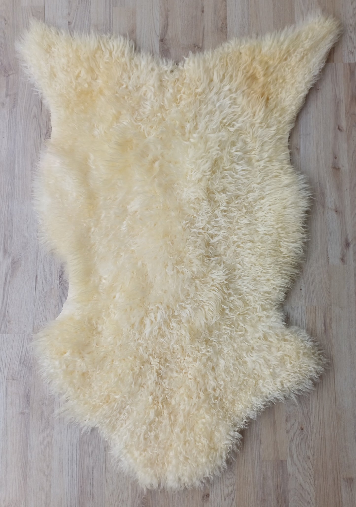 Walliser Schwarznase XL