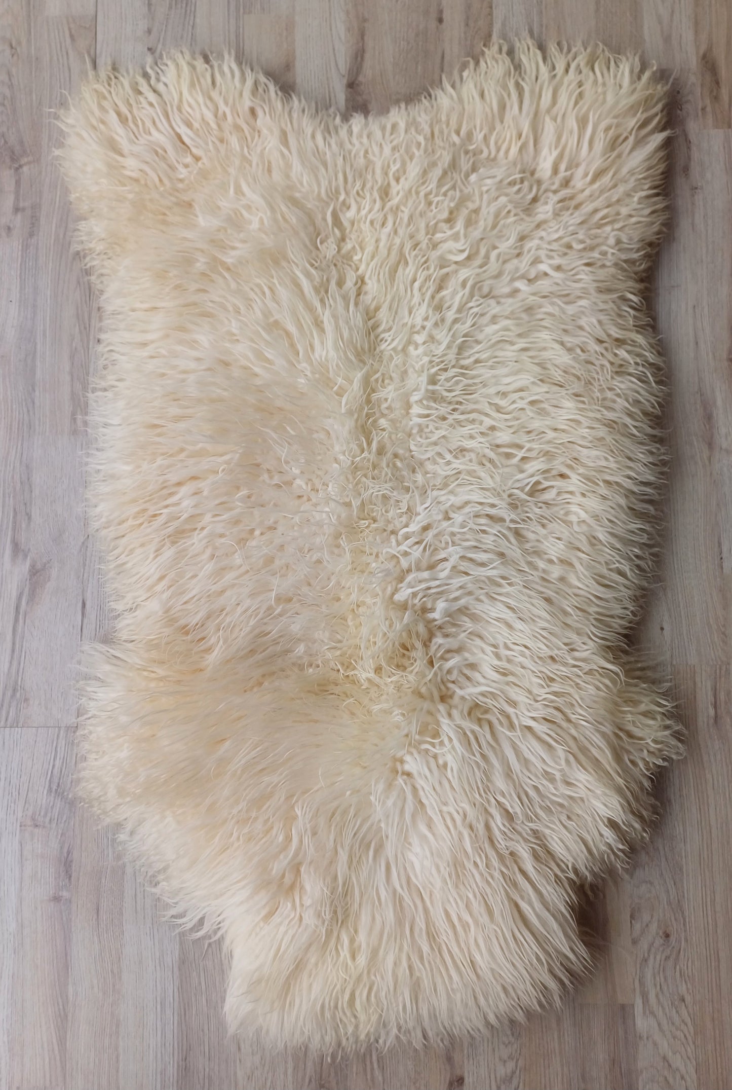 Walliser Schwarznase XL