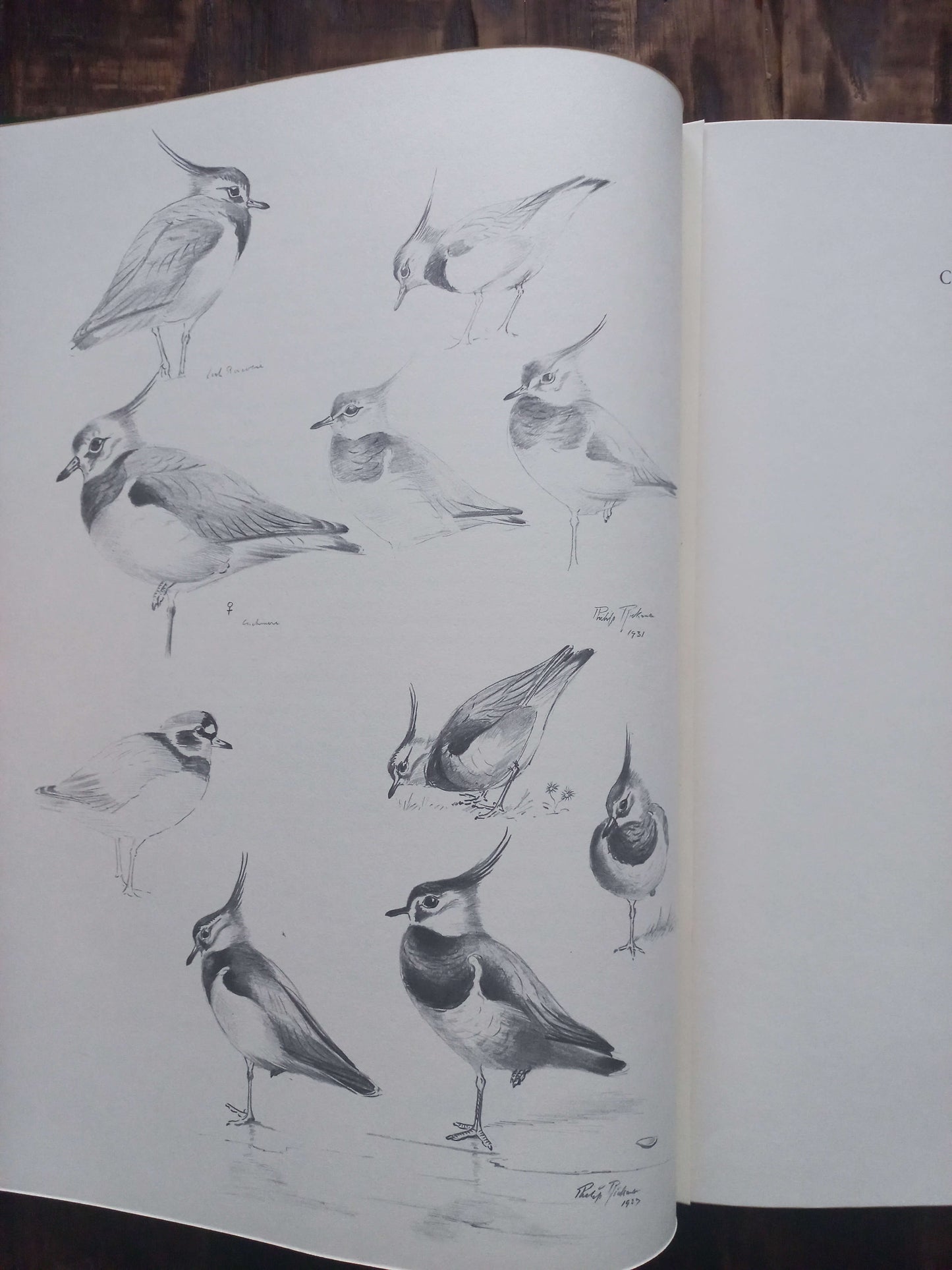 A Selection of Bird Paintings and Sketches, Philip Rickman, 1979.