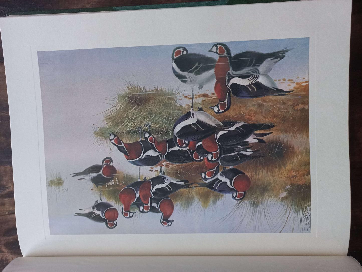 A Selection of Bird Paintings and Sketches, Philip Rickman, 1979.