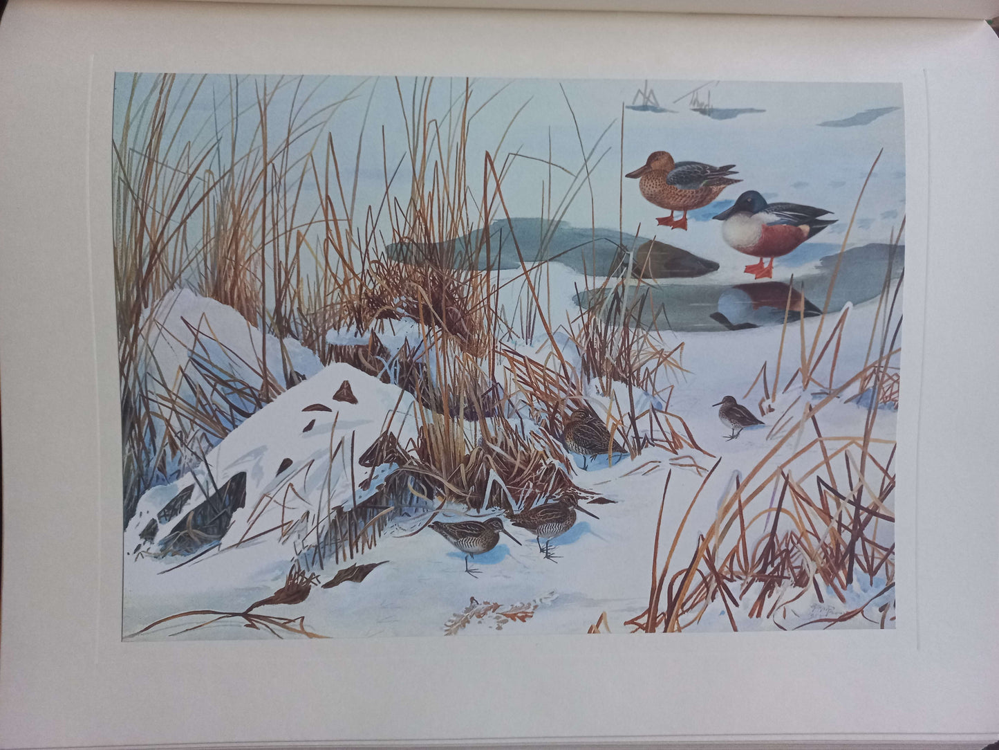 A Selection of Bird Paintings and Sketches, Philip Rickman, 1979.
