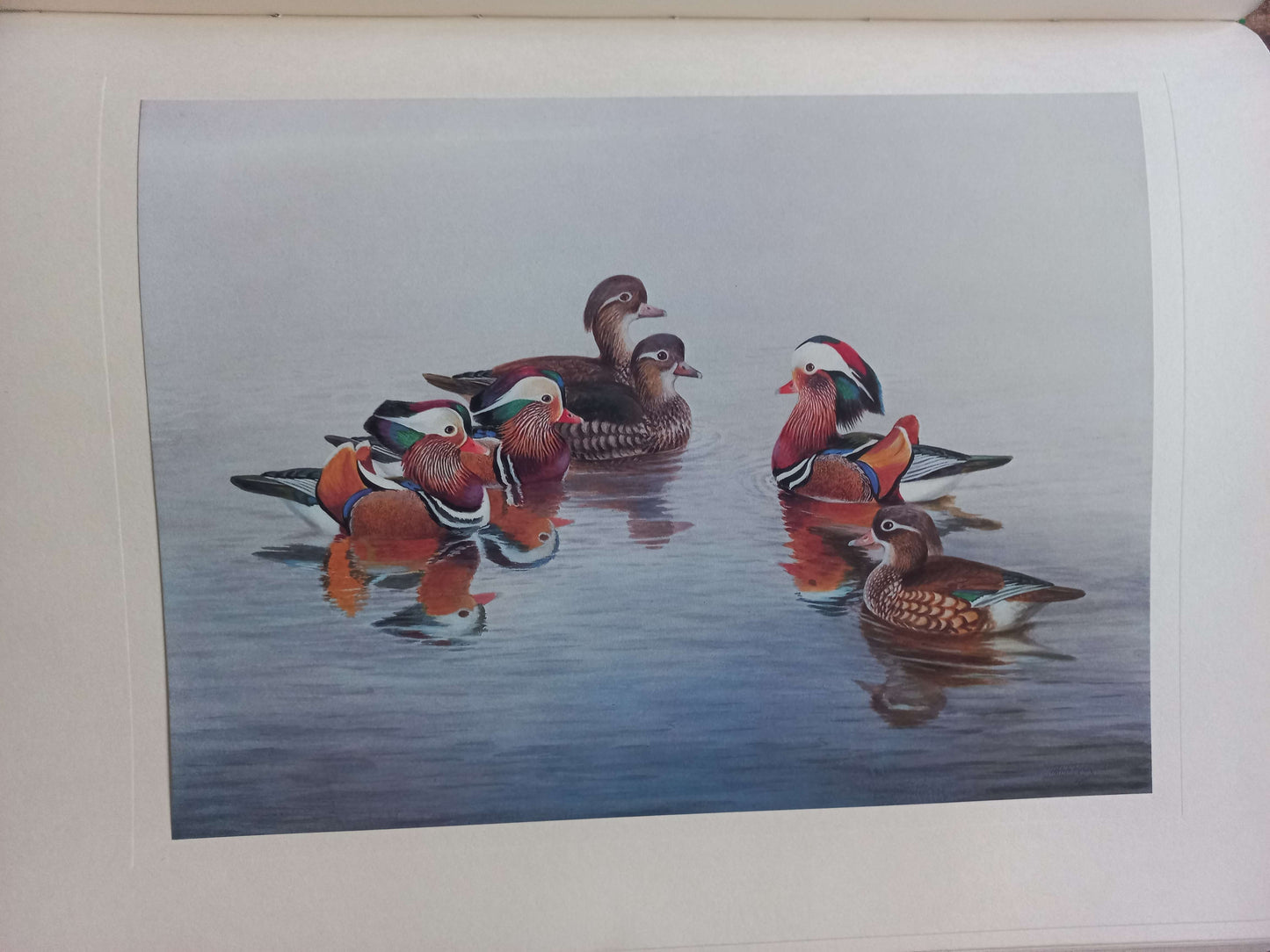 A Selection of Bird Paintings and Sketches, Philip Rickman, 1979.