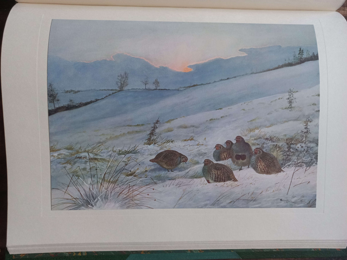 A Selection of Bird Paintings and Sketches, Philip Rickman, 1979.