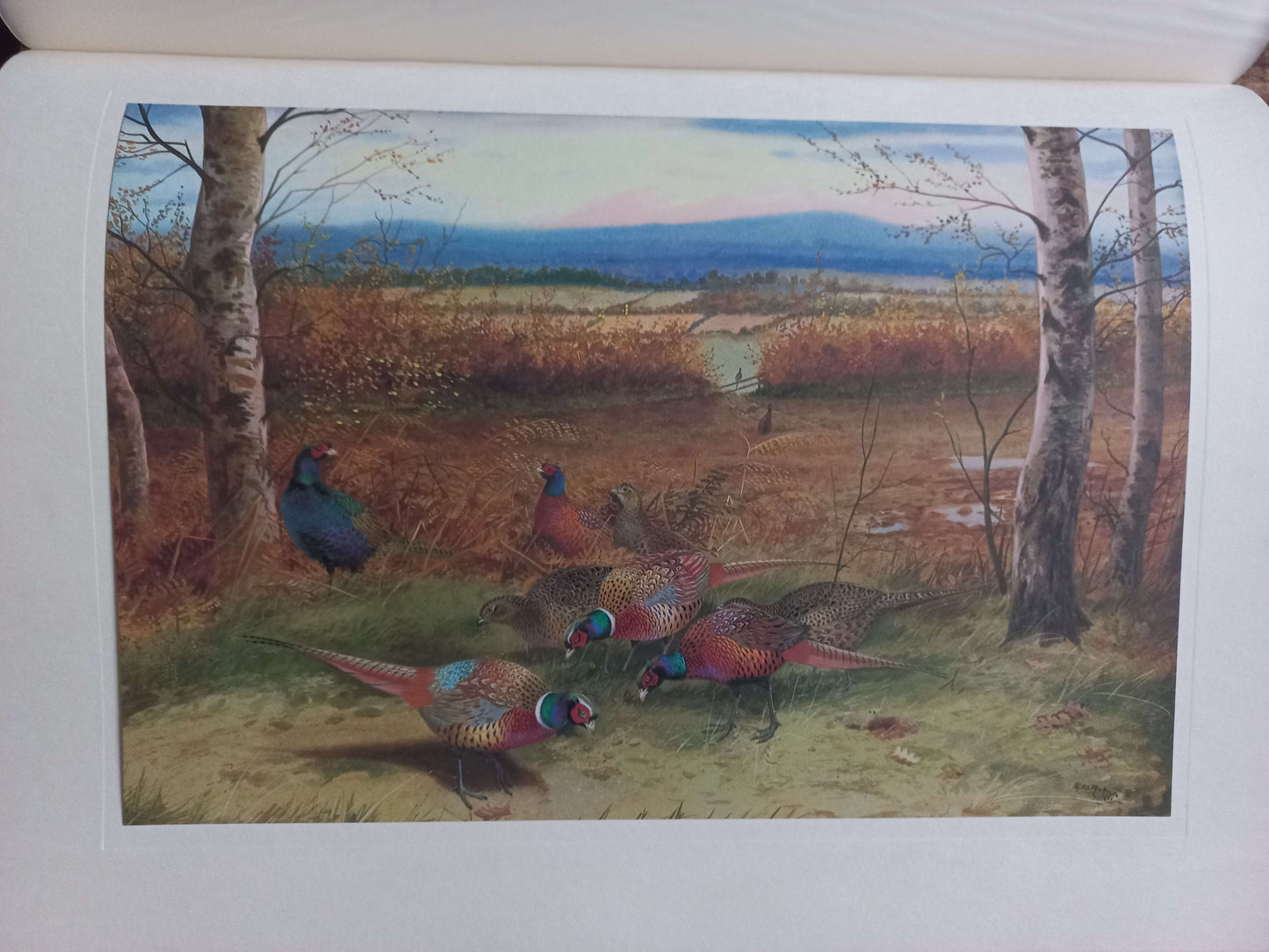 A Selection of Bird Paintings and Sketches, Philip Rickman, 1979.