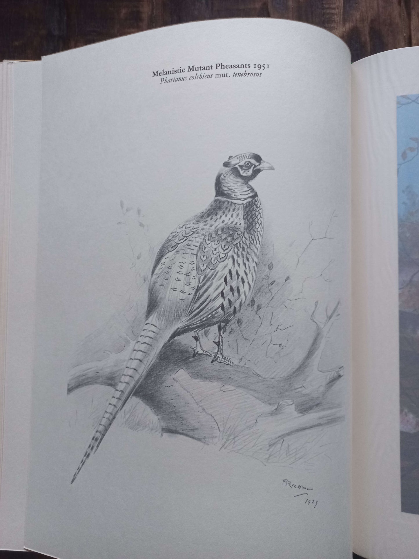 A Selection of Bird Paintings and Sketches, Philip Rickman, 1979.