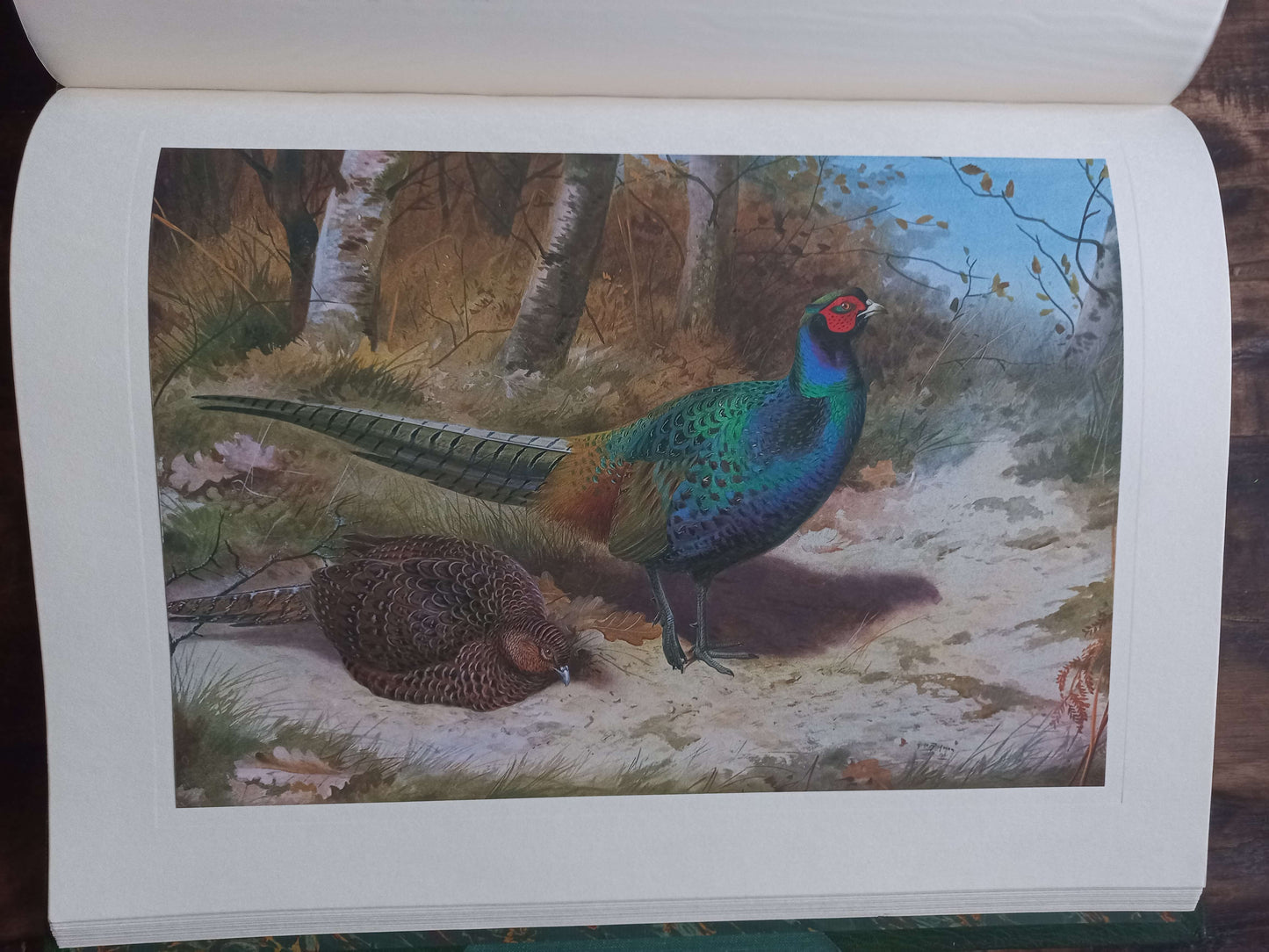 A Selection of Bird Paintings and Sketches, Philip Rickman, 1979.