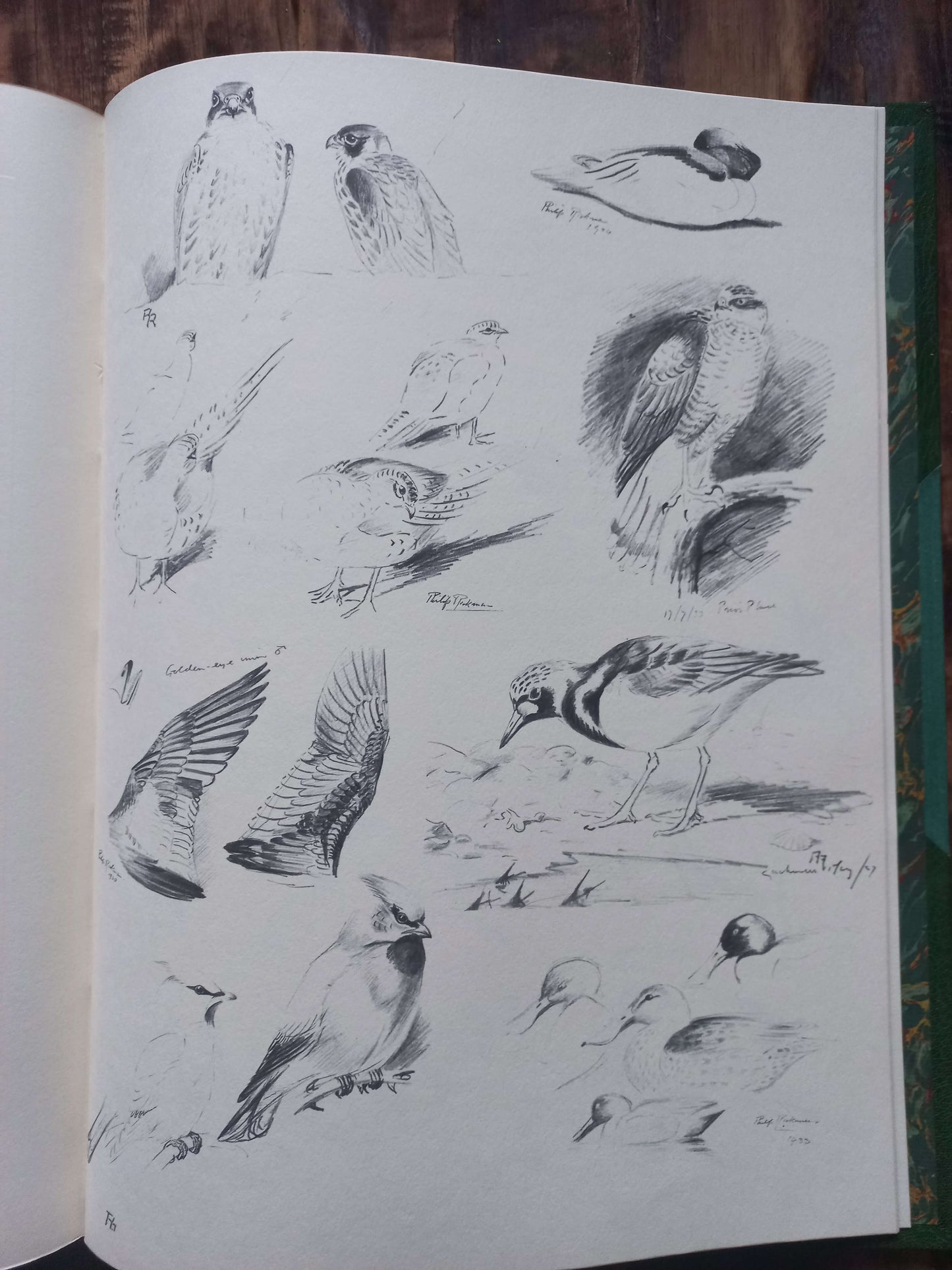 A Selection of Bird Paintings and Sketches, Philip Rickman, 1979.