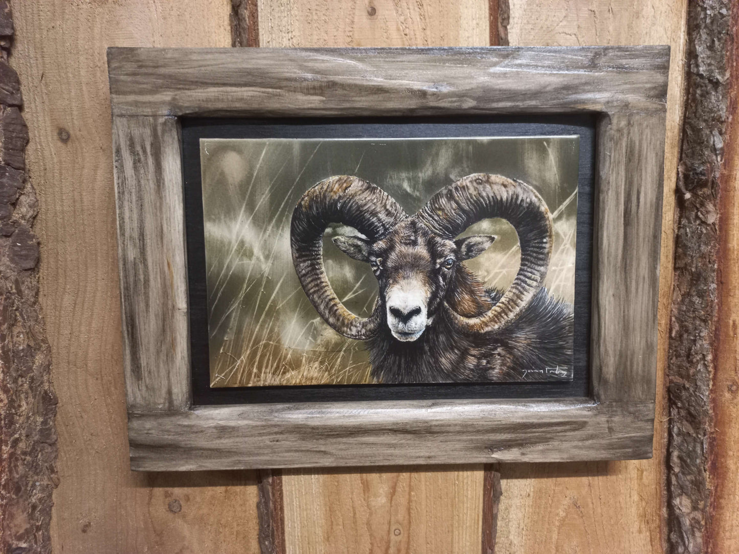 Mouflon - Jaime Fortuna