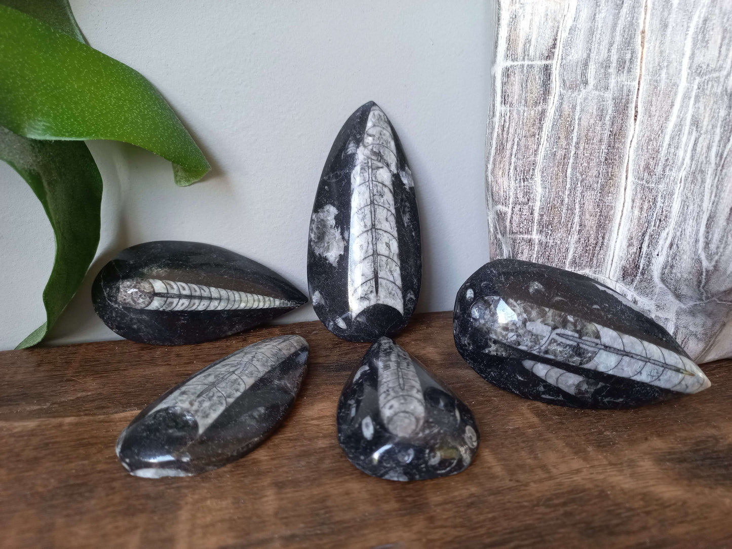 Orthoceras fossiel geslepen