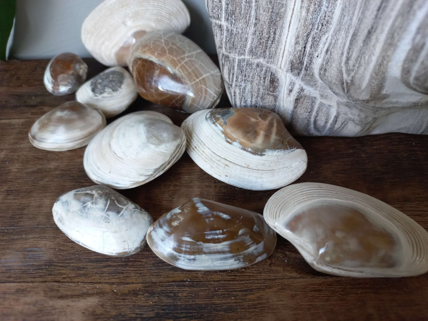 Fossiele schelpen
