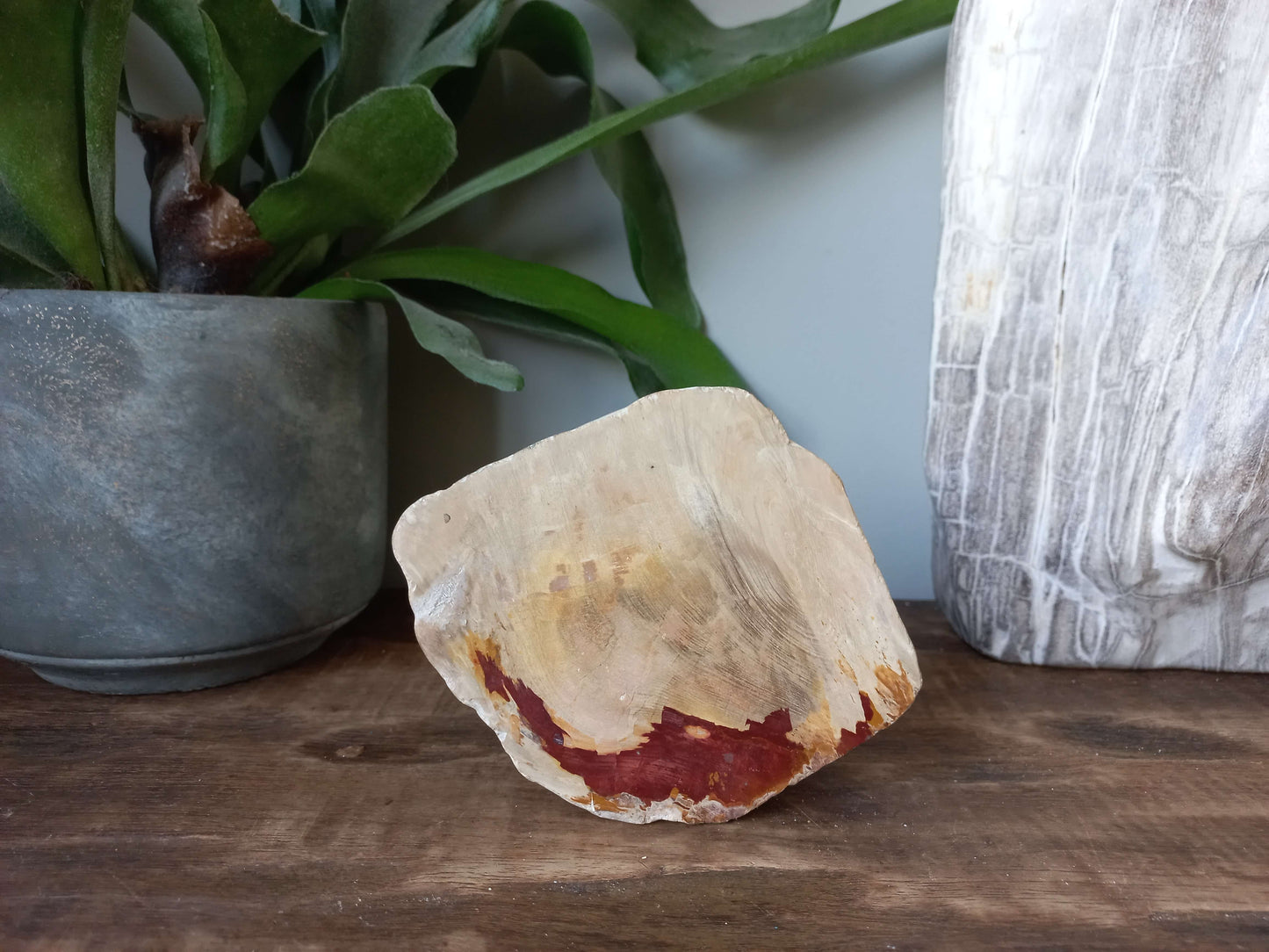 Versteend hout uit Madagaskar