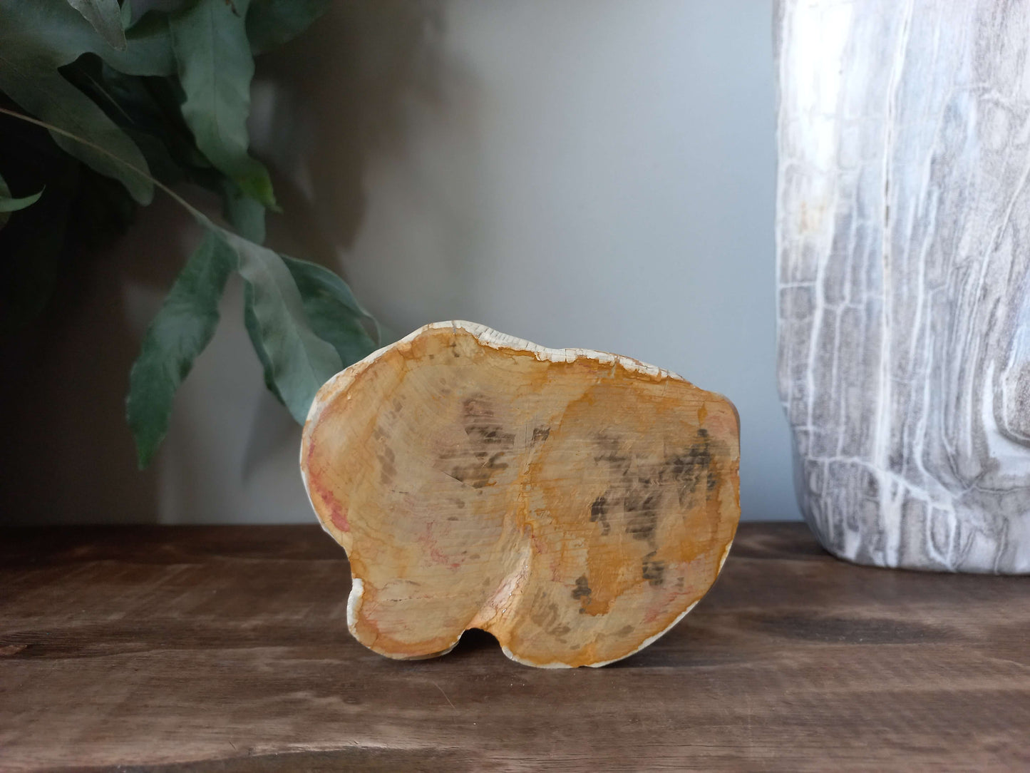 Versteend hout uit Madagaskar