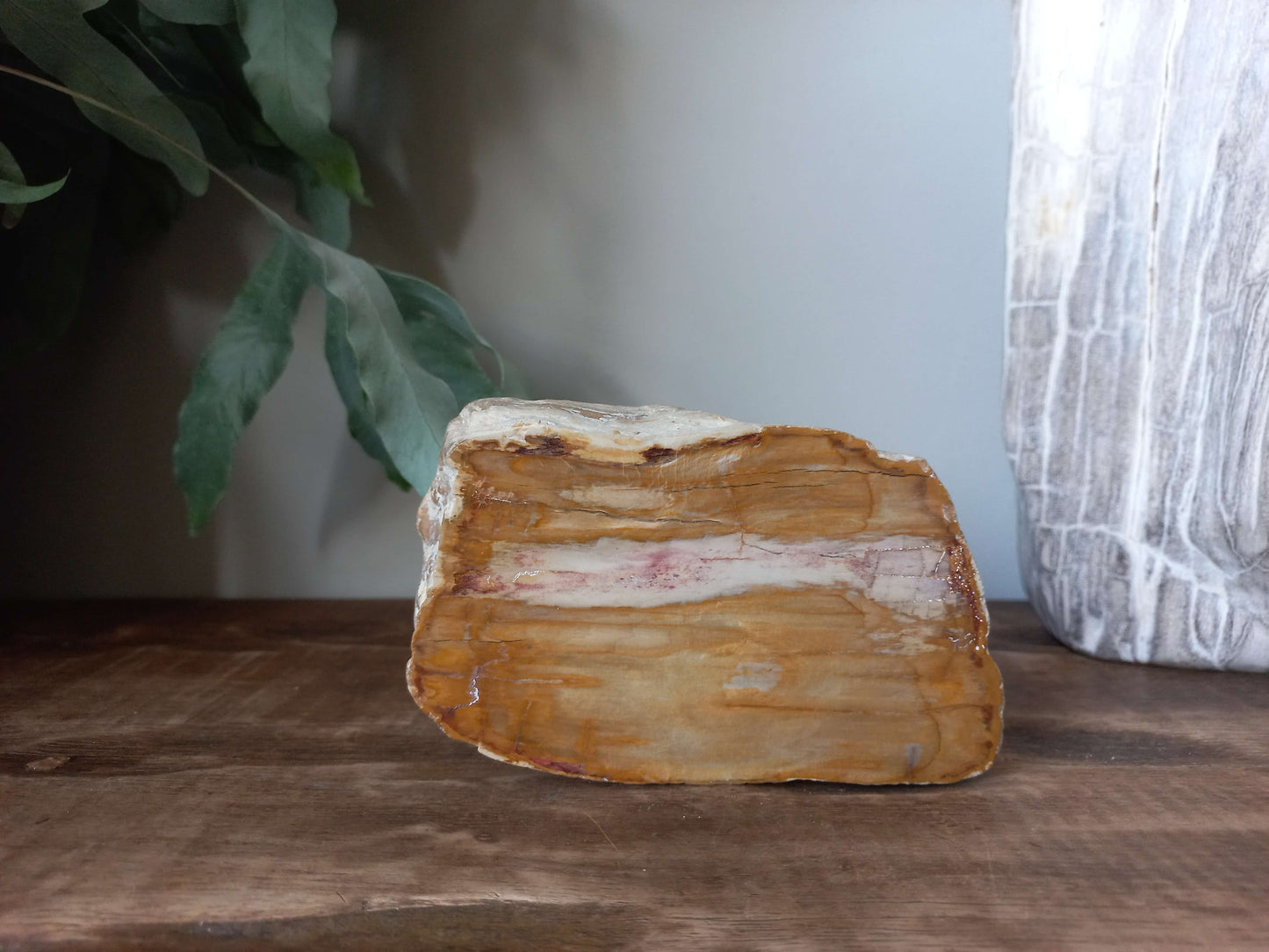 Versteend hout uit Madagaskar