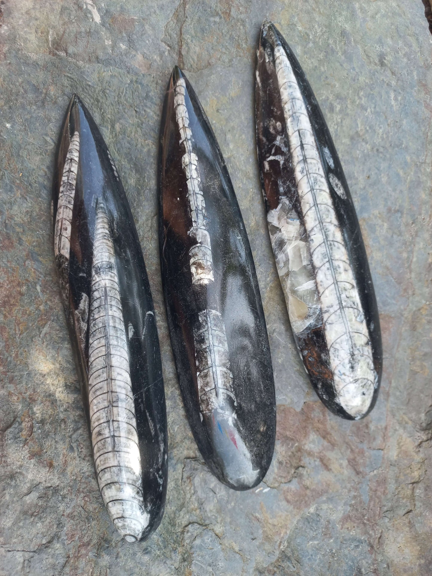 Orthoceras fossiel geslepen groot