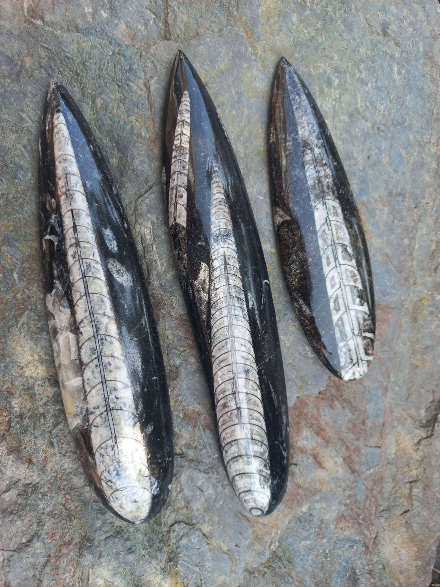 Orthoceras fossiel geslepen groot