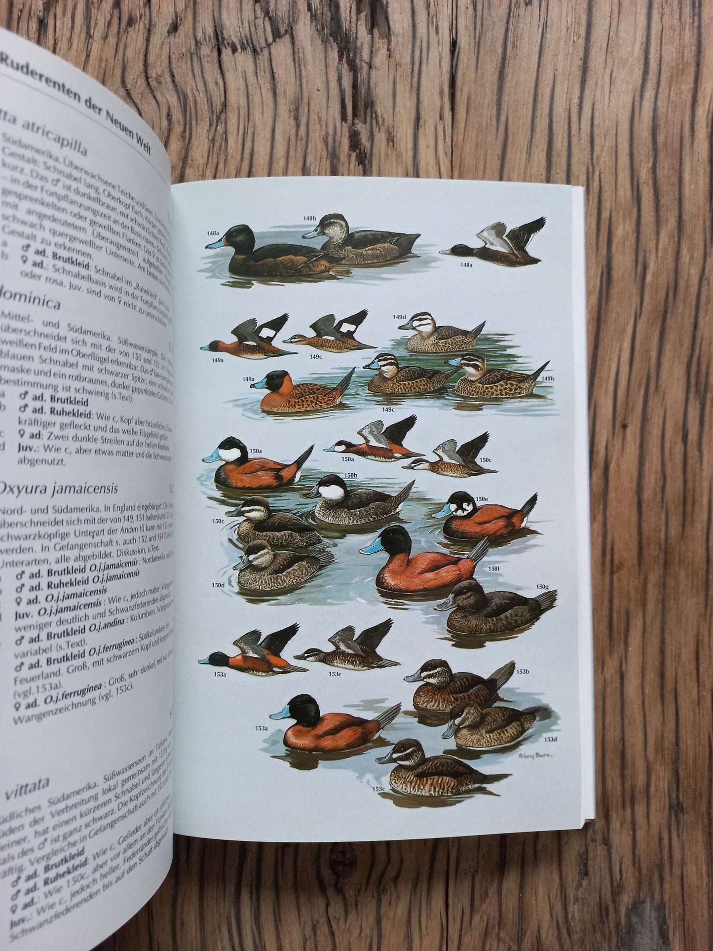 Wassergeflügel, Ein Bestimmingsbuch der Schwäne, Gänse und Enten der Welt