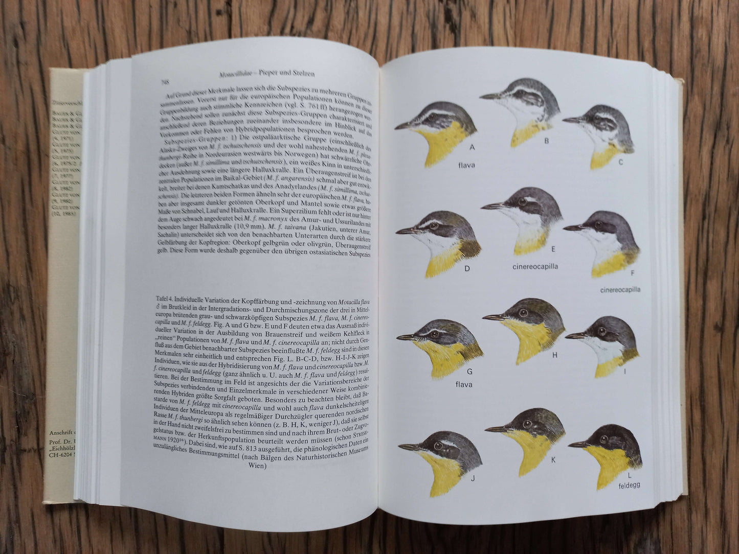 Handbuch der Vögel Mitteleuropas Band 10/ll