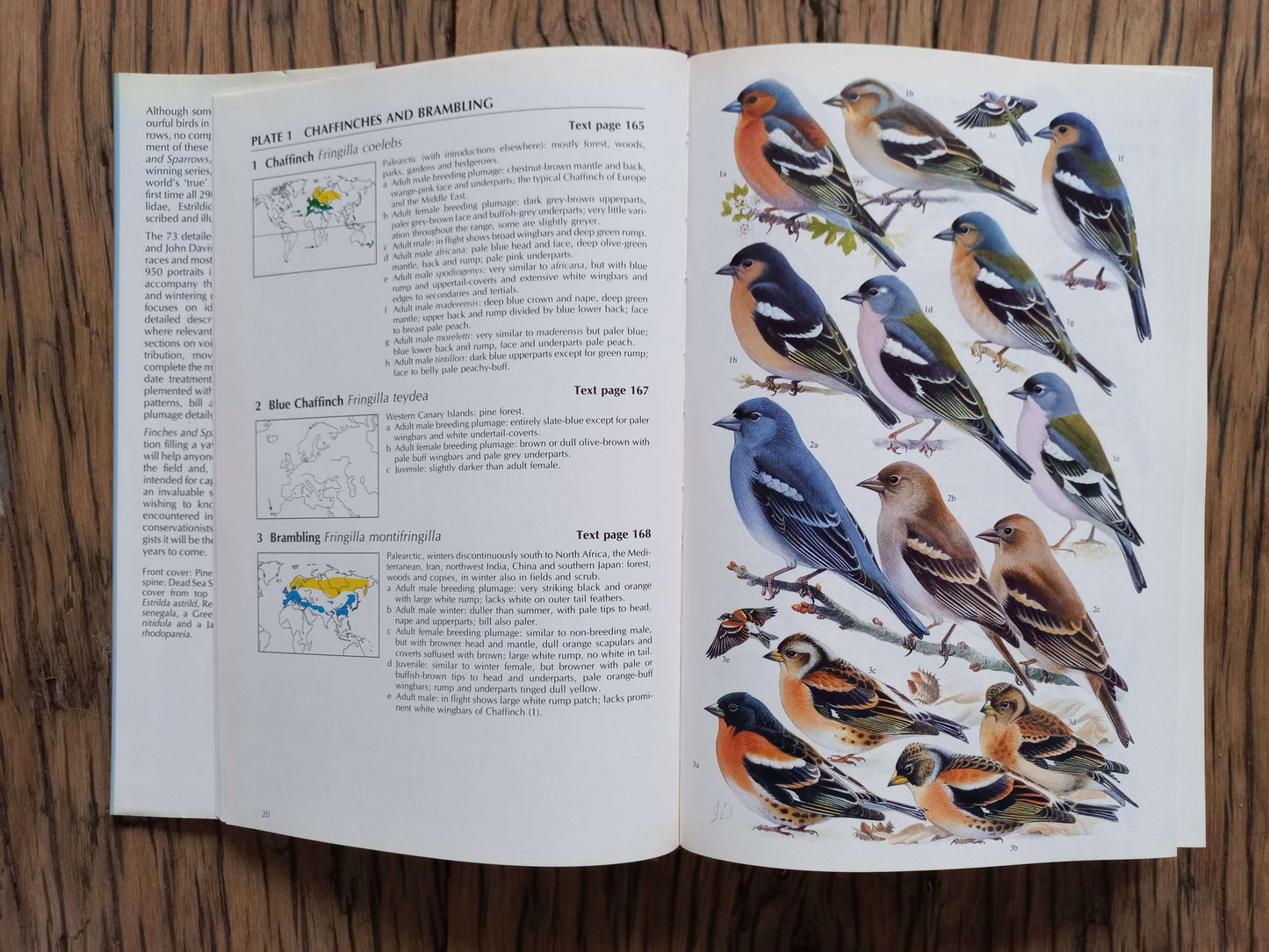 Finches & Sparrows, an identification guide