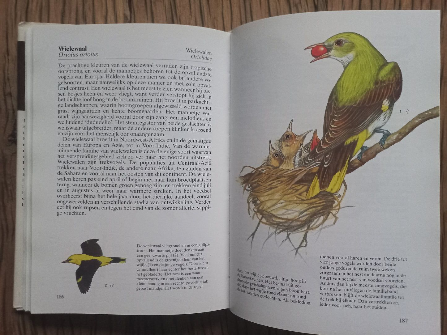 Bosvogels
